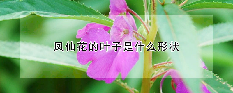 鳳仙花的葉子是什麼形狀