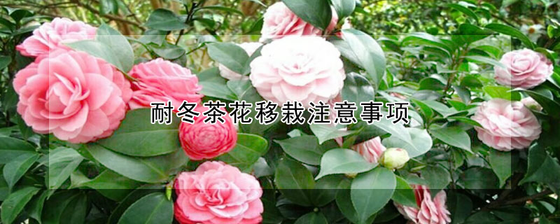耐冬茶花移栽注意事項