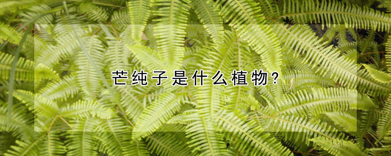 芒純子是什麼植物?