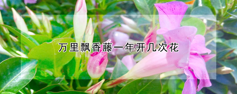 萬裏飄香藤一年開幾次花