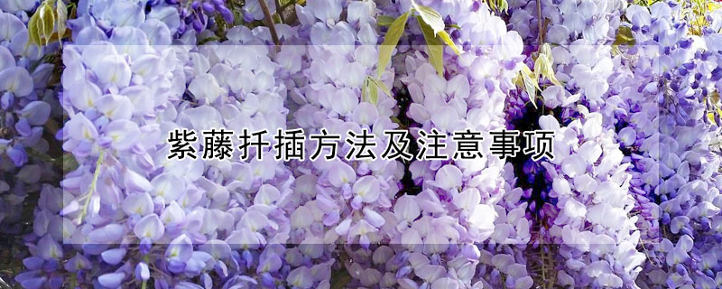 紫藤扡插方法及注意事項