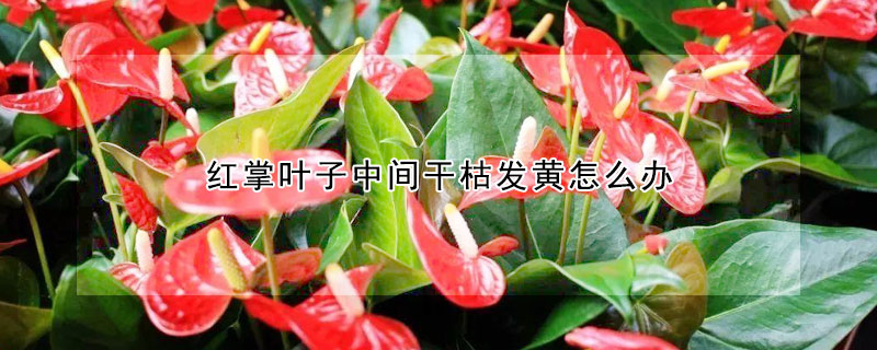 紅掌葉子中間幹枯發黃怎麼辦