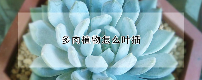 多肉植物怎麼葉插