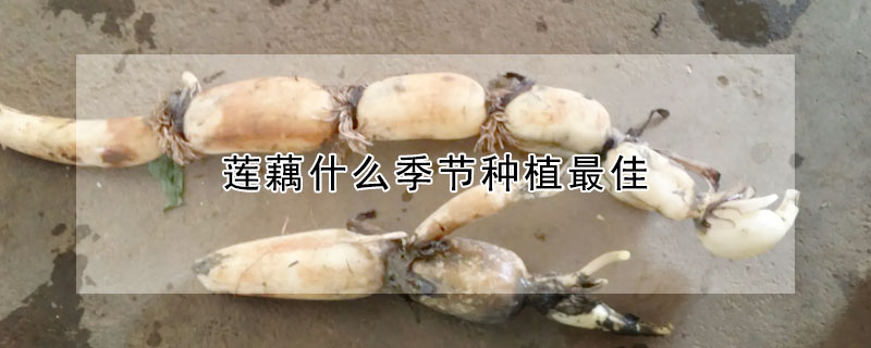 蓮藕什麼季節種植最佳