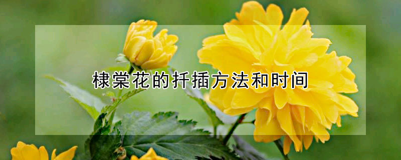 棣棠花的扡插方法和時間