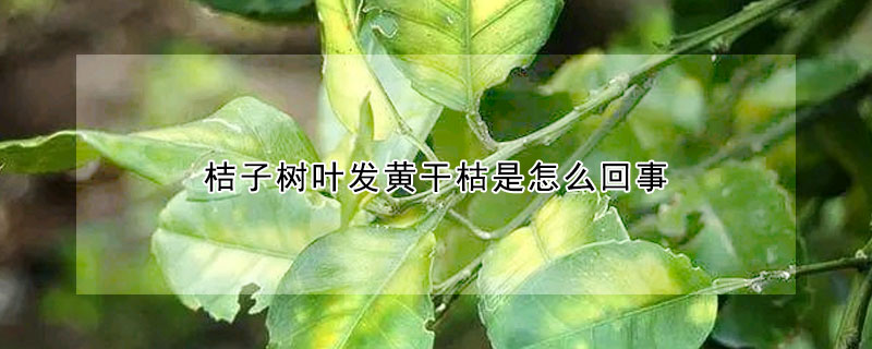 桔子樹葉發黃幹枯是怎麼回事