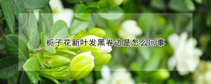 梔子花新葉發黑卷邊是怎麼回事