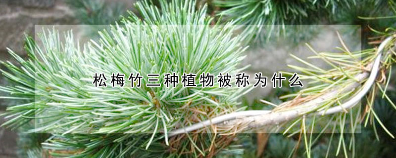 鬆梅竹三種植物被稱為什麼