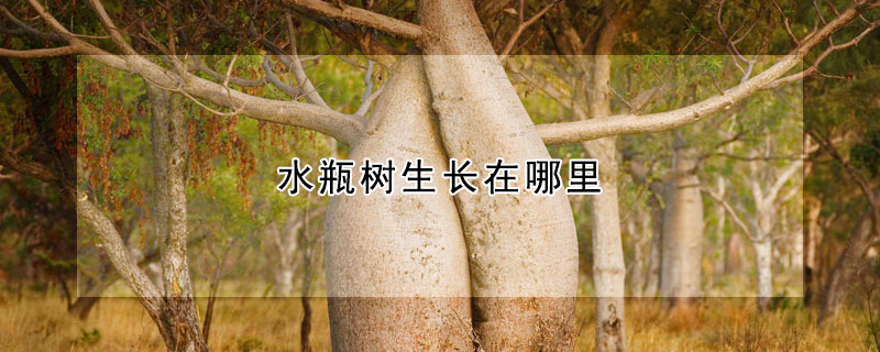 水瓶樹生長在哪裏