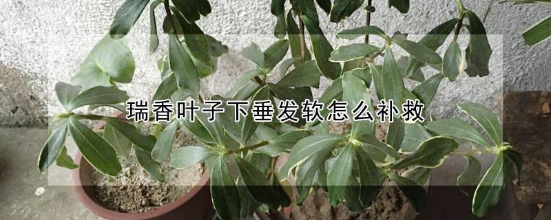 瑞香葉子下垂發軟怎麼補救
