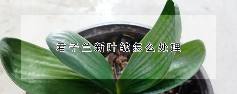 君子蘭新葉皺怎麼處理