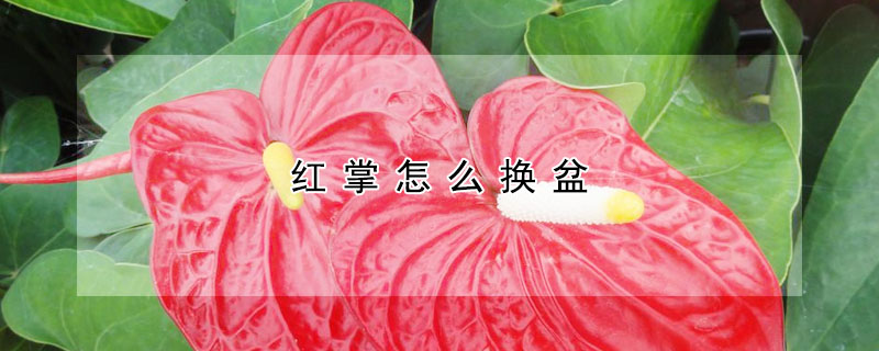 紅掌怎麼換盆
