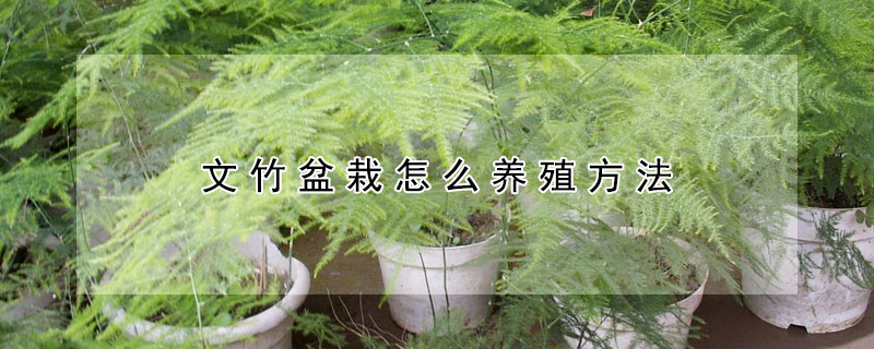 文竹盆栽怎麼養殖方法
