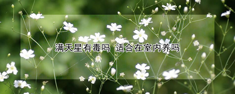 滿天星有毒嗎 適合在室內養嗎