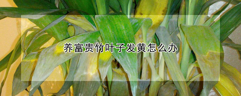 養富貴竹葉子發黃怎麼辦