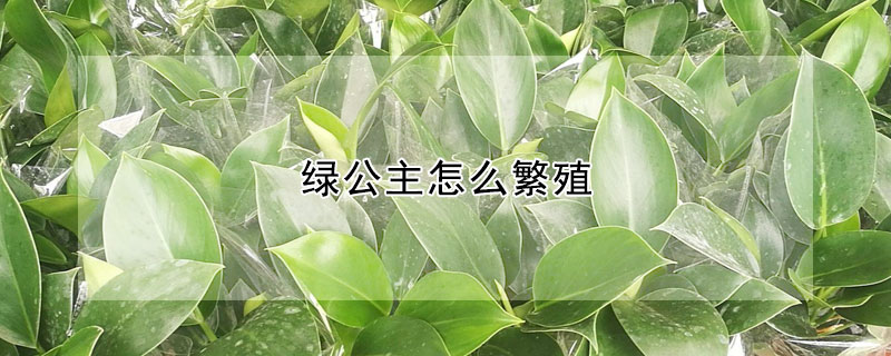 綠公主怎麼繁殖