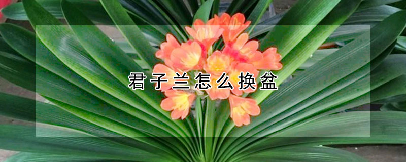 君子蘭怎麼換盆