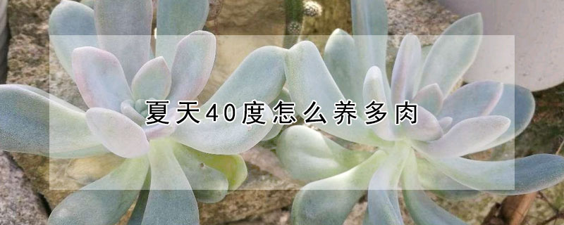 夏天40度怎麼養多肉