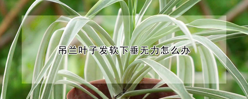 吊蘭葉子發軟下垂無力怎麼辦