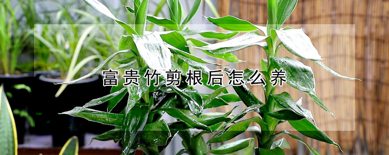 富貴竹剪根後怎麼養