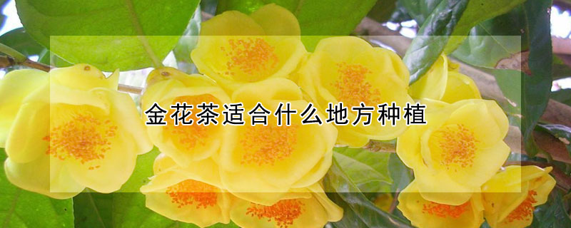 金花茶適合什麼地方種植