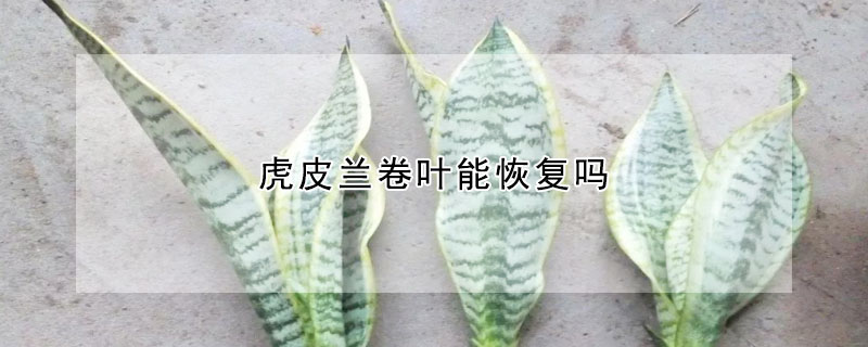 虎皮蘭卷葉能恢複嗎