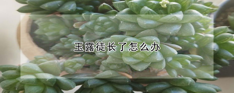 玉露徒長了怎麼辦