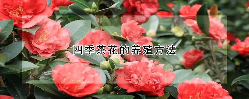 四季茶花的養殖方法