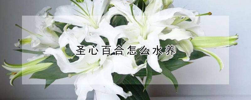 聖心百合怎麼水養