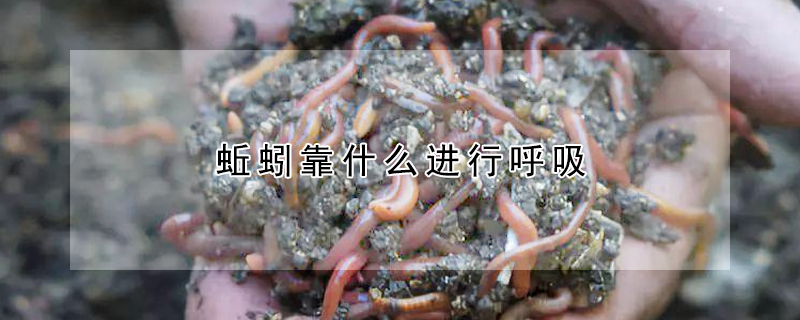 蚯蚓靠什麼進行呼吸