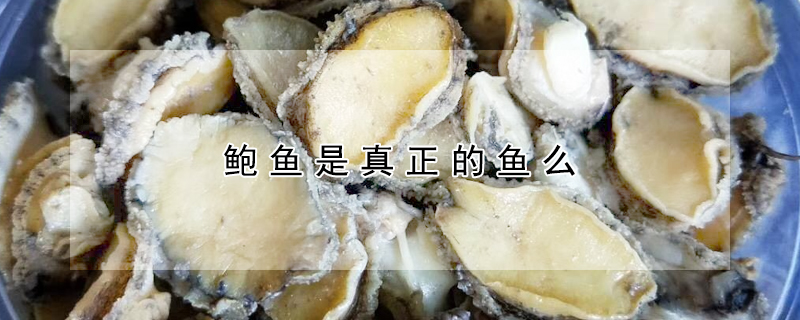 鮑魚是真正的魚麼