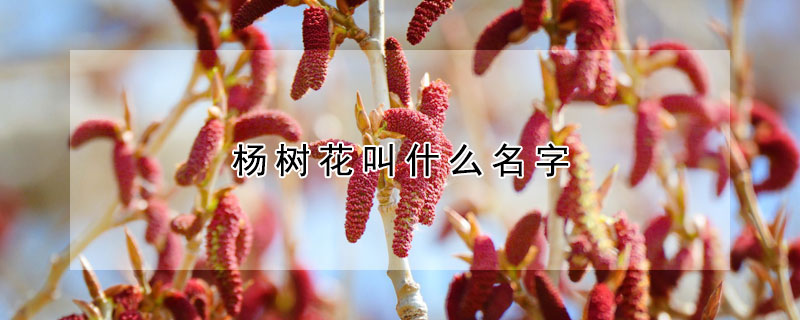 楊樹花叫什麼名字