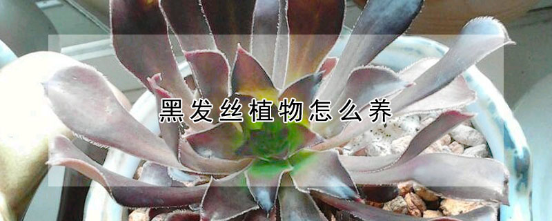 黑發絲植物怎麼養