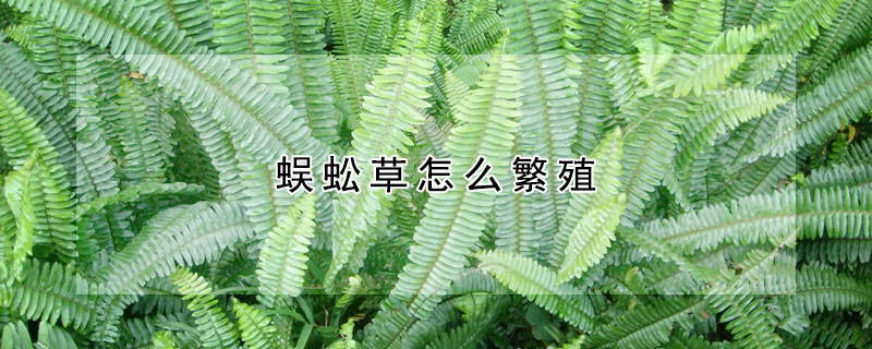 蜈蚣草怎麼繁殖