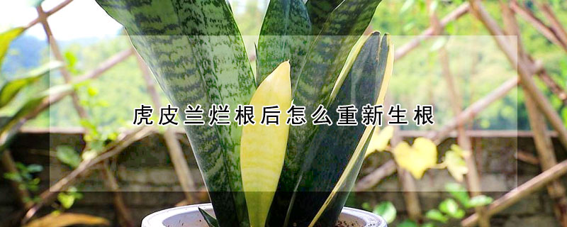 虎皮蘭爛根後怎麼重新生根