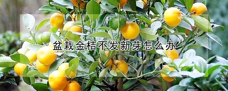 盆栽金桔不發新芽怎麼辦