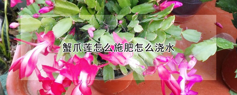 蟹爪蓮怎麼施肥怎麼澆水