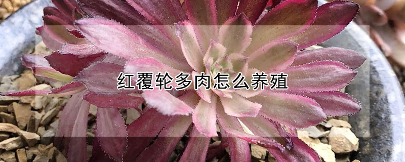 紅覆輪多肉怎麼養殖