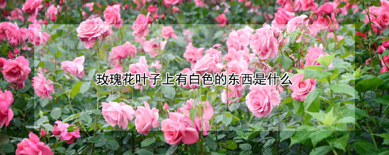 玫瑰花葉子上有白色的東西是什麼