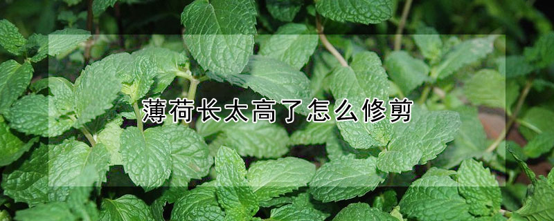 薄荷長太高了怎麼修剪