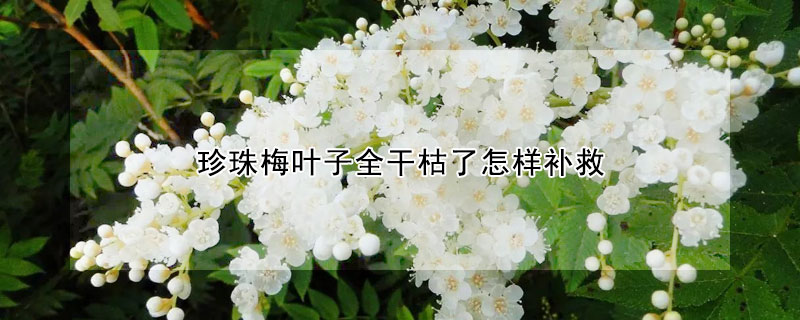 珍珠梅葉子全幹枯了怎樣補救