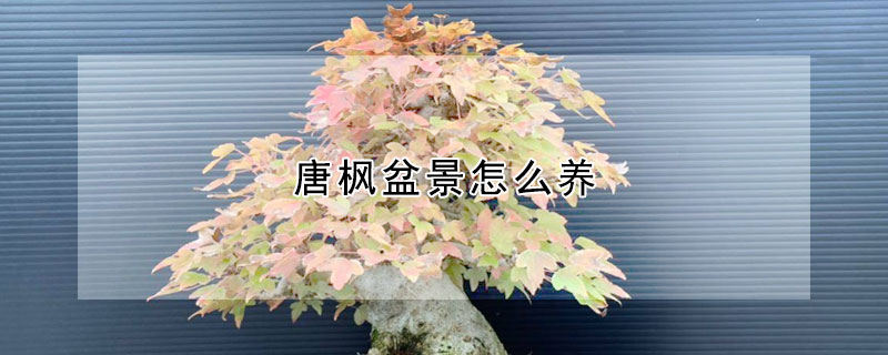 唐楓盆景怎麼養
