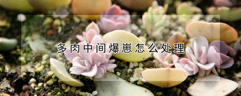 多肉中間爆崽怎麼處理