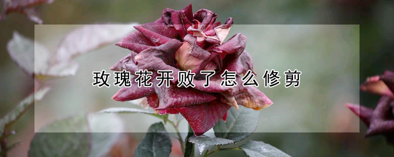 玫瑰花開敗了怎麼修剪