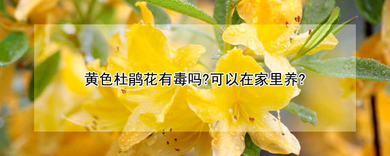 黃色杜鵑花有毒嗎?可以在家裏養?
