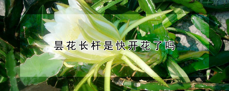曇花長杆是快開花了嗎