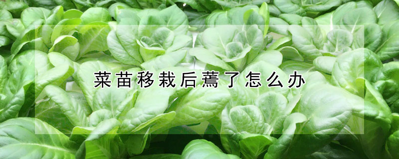 菜苗移栽後蔫了怎麼辦