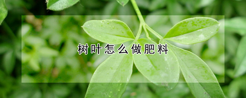 樹葉怎麼做肥料
