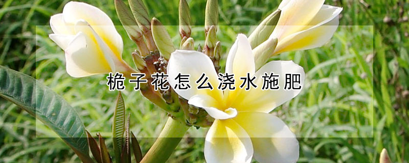 桅子花怎麼澆水施肥
