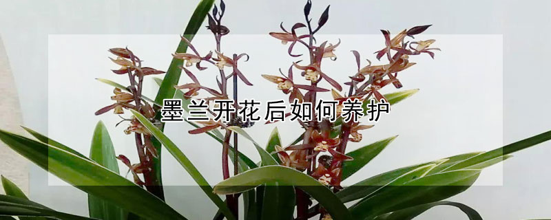 墨蘭開花後如何養護
